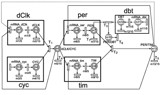 circadian Petri Net