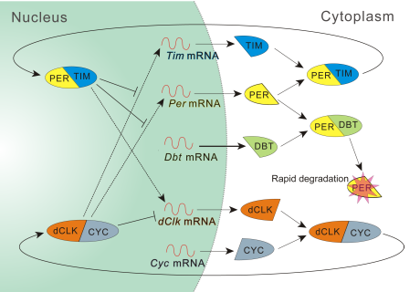 circadian oscillator